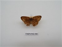 藏品(密紋波眼蝶)的圖片